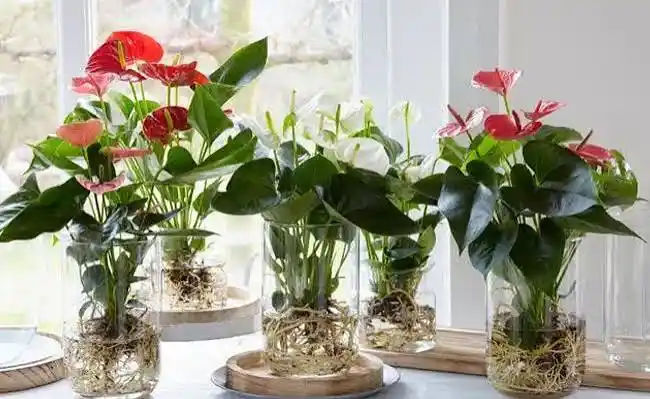 Colorful decorative plants for home and office